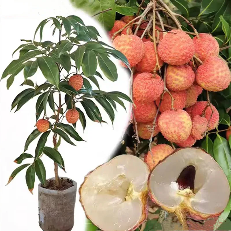 mimosa plant seeds Mimosa Pudica Seeds  The Magical Touch-Me-Not Plant!  SRI SAI FORESTRY