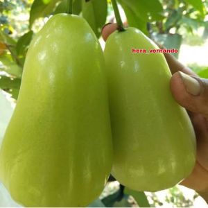 Bibit Jambu Air Taiwan Super Green TSG Super Okulasi
