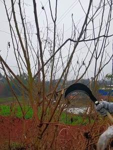 Sickle manganese steel grass mowing scythe corn cut outdoor grass  manganese steel multi-purpose sickle