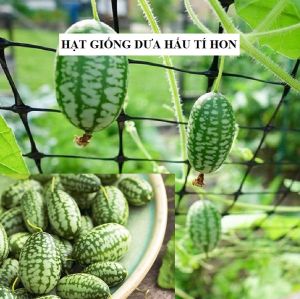 Hạt giống dưa hấu tí hon - gói 10 hạt