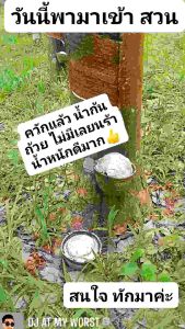 keywords: เกร็ดหยอดยาง, ผึ้งน้อย, 6 กิโล, ทันฝน, เพิ่มน้ำหนัก