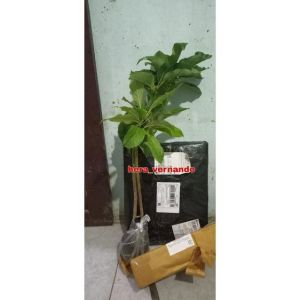 Bibit Alpukat Taiwan Green Skin Alpukat Zhuang Poo Super