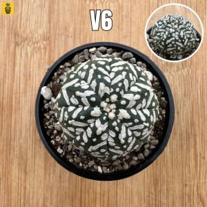Seedling Astrophytum cv V-Type / Super Kabuto / Cactus Succulents