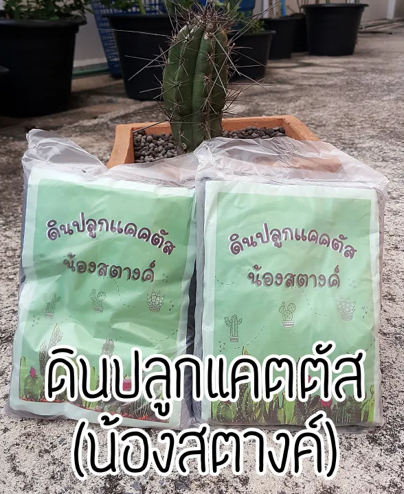 🌵 ดินปลูกแคคตัสและวัสดุบำรุงดินยอดเยี่ยม 2025: เลือกแบบไหนให้ต้นไม้อวบน้ำของคุณโตไว แข็งแรง!