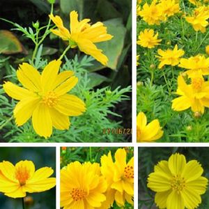 Combo 2 gói hạt giống hoa cúc sao nhái màu vàng-gói 200 hạt-gieo trồng quanh năm
