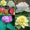 Hạt giống hoa sen bách diệp trăm cánh Mix ( gói 5 hạt ). 