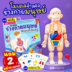 หนังสือ Human Body และการ์ดคำศัพท์อังกฤษ - ไทย อวัยวะภายใน 11 ใบ ร่างกายมนุษย์ ระดับประถม แถมพร้อมโมเดล ร่างกายมนุษย์