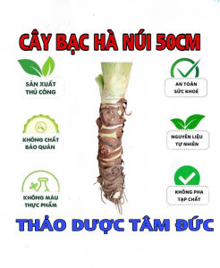 cây bạc hà núi cao 50cm trồng kiểng