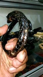 GELANG AKAR BAHAR FULL UKIR