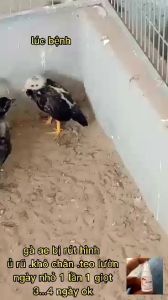 KHÔ CHÂN GÀ RÚT LƯỜN HÌNH CON TEO