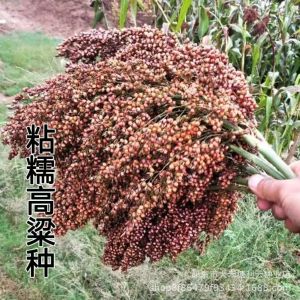 Sticky and glutinous sorghum suitable for making glutinous cakes drought-resistant flood-resistant high-yielding suitable for brewing sweet sorghum ideal for planting in spring and summer
