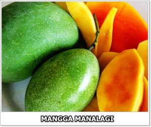 Paket 2 Bibit Buah Mangga Manalagi