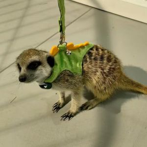 DFVDSPW Cartoon Ferret Vest Harness Dragon Design Adjustable Hamster Chest Strap Comfortable Flannel Guinea Pig Safety Vest For Mice Guinea Pig Kittens