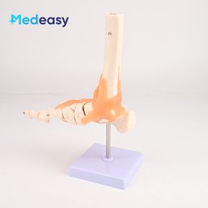 Human anatomy teaching modelFoot joint model with ligaments