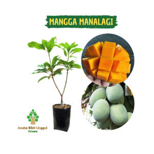 BIBIT MANGGA MANALAGI MADU Aneka Bibit Unggul NIRWANA