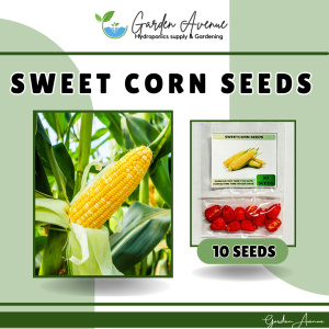 SULIT PACK! (10 seeds) SUPER SWEET CORN SEEDS - High Yield / Easy to plant