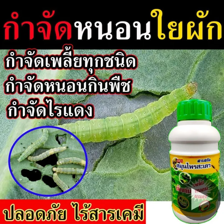 10 อันดับ ยาปราบศัตรูพืชธรรมชาติ ปลอดภัย ไร้สารเคมี ยอดนิยมปี 2026