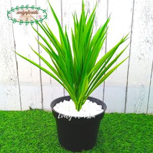 Tanaman Hias Daun Kucai X1 Latex Artificial Pot Dasar Hitam Tanaman Imitasi Dekorasi Ruang Tamu