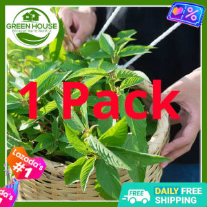 Green House® - Saluyot Seeds for Planting Herbal Plants (+/-250 Seed) incl. Planting Instruction Vegetable Tugabang
