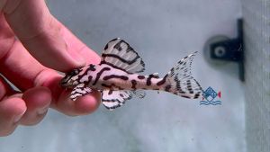 Pleco L236sw /L236 super white/Pleco/Freshwater 皇后虎斑异型/异型鱼/活鱼(Sin Quan Aquaculture Enterprise)