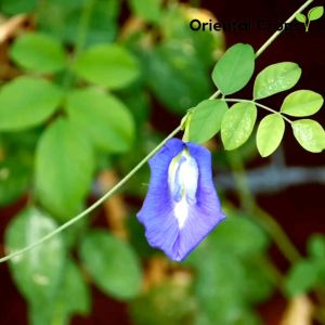 50 pcs. bulaklak ng blue ternatea herb plant