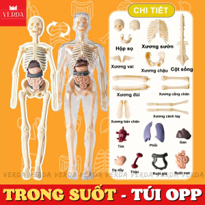 Mô hình cơ thể người – đồ chơi trẻ em bộ xương con người giải phẫu có thể tháo rời khoa học STEAM VERDA