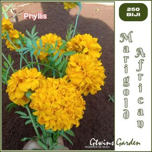 GG | 250 Benih Bunga Phyllis African Marigold Yellow