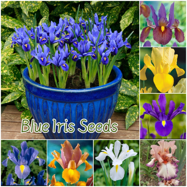 [Easy to grow in the Philippines] Blue Iris Plant Seeds Gardening