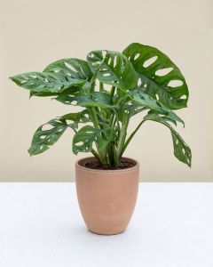 [Mua 2 giảm 15K ship] CÂY TRẦU BÀ LỖ (cao 20cm) cây phong thủy hút tài lộc để bàn mini GIÁ RẺ lọc không khí Cây Tươi Nguyên CTN0180