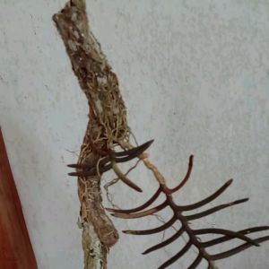 กล้วยไม้เอื้องเขาแกะ