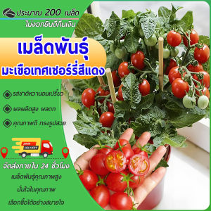 200 เมล็ด เมล็ดพันธุ์ มะเขือเทศ เชอรี่ สีแดง สวีทเกิร์ล มะเขือเทศเชอรี่ เมล็ดผลไม้ ผักสวนครัว บอนไซ ผักออร์แกนิก เมล็ดผัก