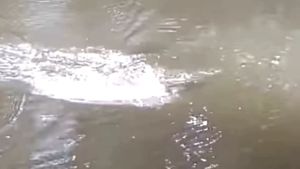 SLETER MINI UMPAN CASTING GABUS & JAWS JUMPFROG