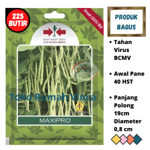Bibit Benih Buncis Manis MAXIPRO 225 Butir Cap Panah Merah Tanaman Sayuran Buncis dataran Rendah