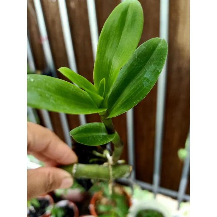 Phi%20%C4%90i%E1%BB%87p%20L%C3%A1%20M%C3%ADt%20V%C4%83n%20S%C6%A1n%20Kie%20N%C4%83m%202%20-%20Image%201