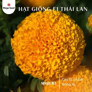 Hạt giống hoa vạn thọ B3 – Màu cam đỏ đẹp cây khỏe dễ trồng tỷ lệ nảy mầm cao gói 1gr