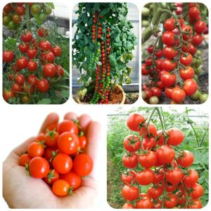 Hạt giống cà chua bi dây leo đỏ -gói 20 hạt(siêu tráingon ngọt)