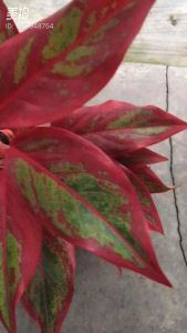 Sov real live plants pokok hidup algaonema aurorapokok keladi indoor plants decor garden