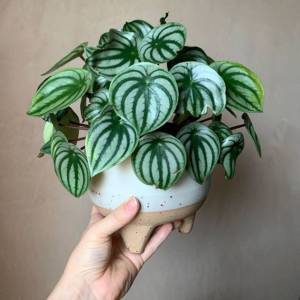 Peperomia Watermelon (Peperomia argyreia) - - Pokok Peperomia Semangka - वॉटरमेलन पेपरोमिया Peperomia Watermelon – Cute Round Leaves Compact Indoor Plant Easy Care Non-Toxic Decorative Foliage LIVE PLANT