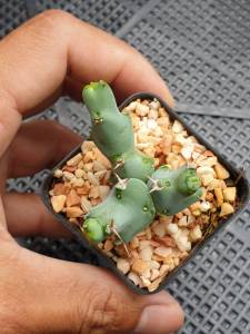 ต้นยูโฟร์เบีย คลิวิโคลา Euphorbia clivicola R.A.Dyer ไม้จิ๋ว ไม้สะสม ไม้โขด