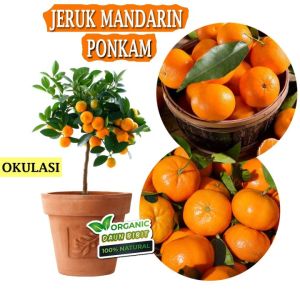 Bibit Jeruk Mandarin🌱 Lebih Manis Dari Pada Jeruk Lain Dengan Kulit Lebih Tipis Mudah Dikupas. Berbicara tentang jeruk berkulit tipis. Jeruk mandarin sering dimakan mentah sebagai buah meja
