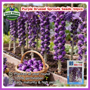 Fast Growing 20pcs Fresh Organic Purple Brussel Sprout Seeds for Planting Vegetables High Yield Mini Brassica Oleracea Seeds Bonsai Brussels Sprouts Vegetables Seeds for Gardening Brussels Sprouts Seedlings Balcony Microgreens Seeds Veggie Live Plants