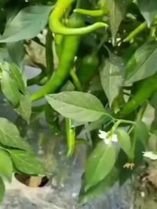 (100 Seeds) Big Sili Panigang/Green Hot Horn Pepper/Green Chilli Vegetable Seeds Planting