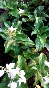 Tanaman Hias Bunga Nusa Indah Putih