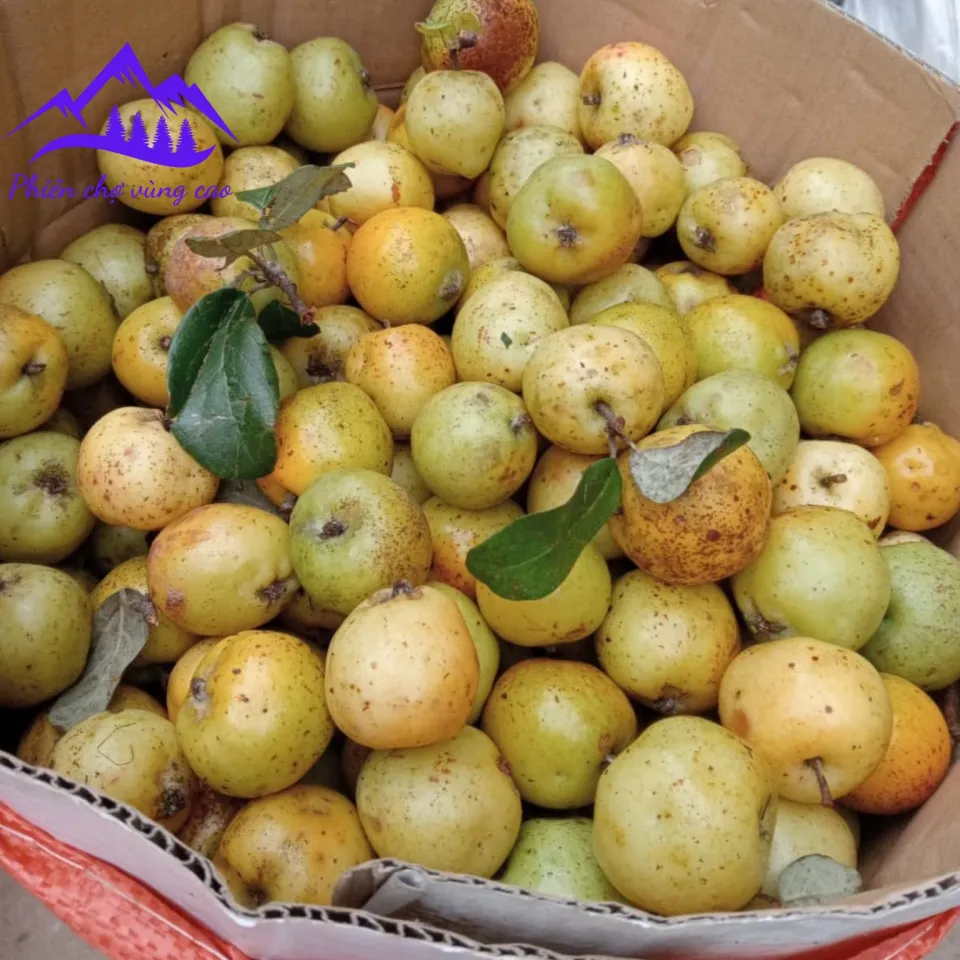 Ăn quả táo mèo có tác dụng gì? Ăn quả táo mèo có tác dụng gì?