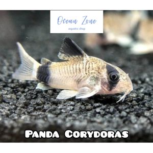 【Ocean Zone】Panda Corydoras – 2pcs / 5pcs (Live Fish with DOA)