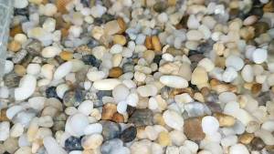 Sỏi Suối 3 Màu Tự Nhiên - Trang Trí Bể Cá Thủy Sinh Rải Mặt Sen Đá