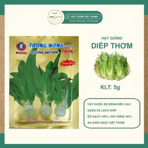 [EcoSeeds] Combo 2 Gói Hạt Giống Rau Diếp Thơm (Xà Lách Diếp Xà Lách Thân) - Cây Khỏe Độ Đồng Đều Cao - Gói 5g
