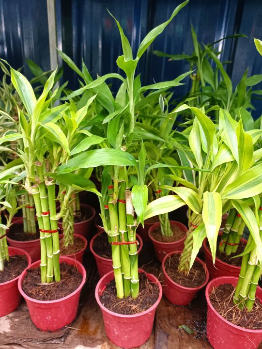 english lavender plants for sale near me English Lavender
