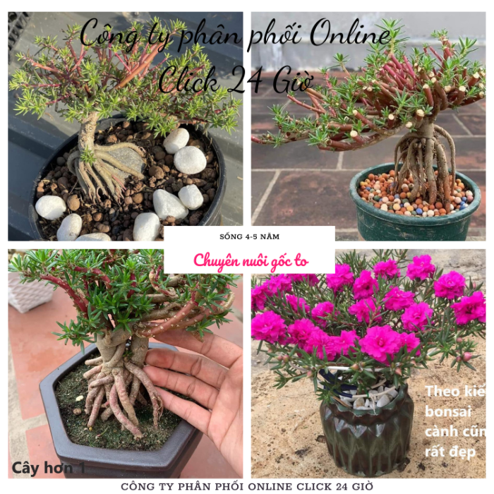 [Nở Cả Ngày] 500g Cành Giống Cây Hoa Mười Giờ Bonsai Loại Nuôi Gốc To ...