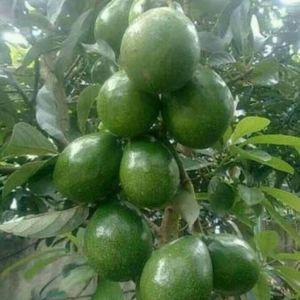 Sindo - Miki Avocado Seedling Persea americana Buttery Creamy HighYield Live Plant 8QH4K3EHPY